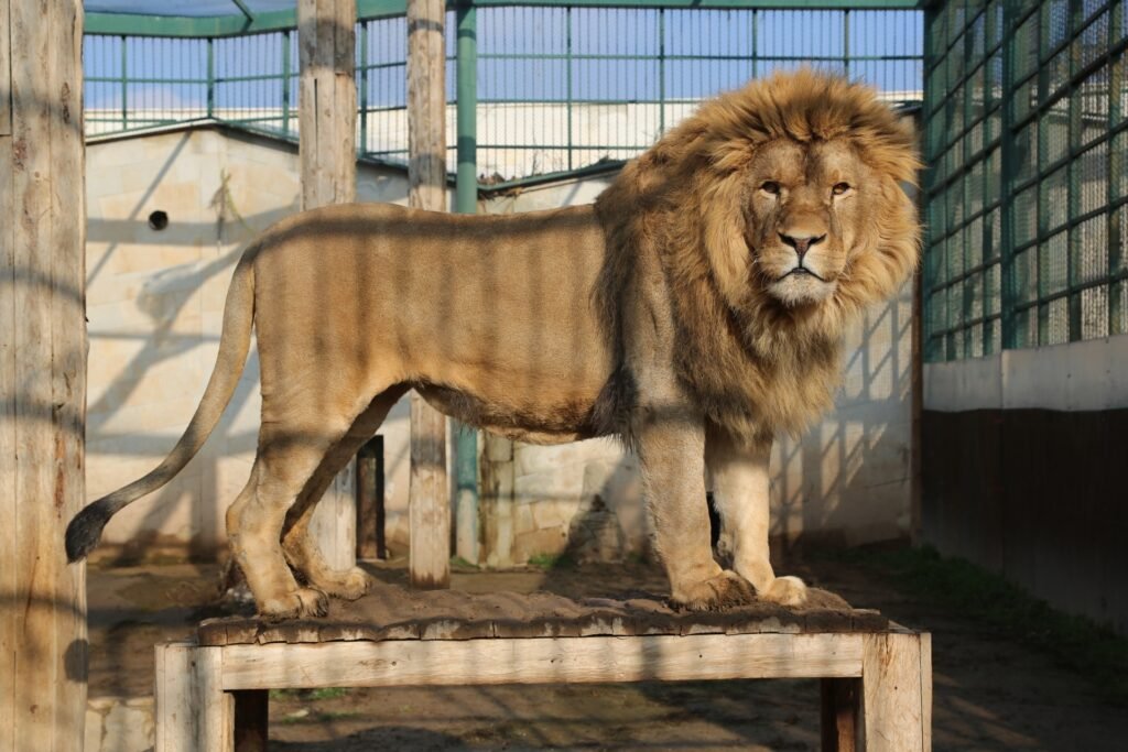 Kayseri Hayvanat Bahçesi