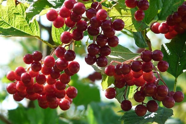 Gilaburu Suyu (Gençlik İksiri)