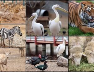 Kayseri Hayvanat Bahçesi Giriş Ücretleri ve Ziyaret Saatleri (2026 Güncel Rehberi)