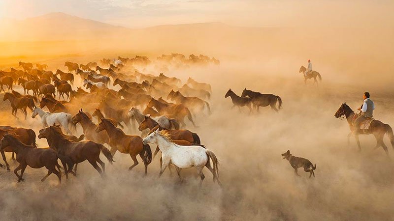Yılkı Atları Nedir? Ne Zaman Görülür?