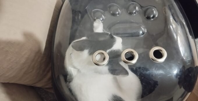 Kayseri İtfaiyesi’nden Kedili Kurtarma Tofu Sahibine Kavuştu