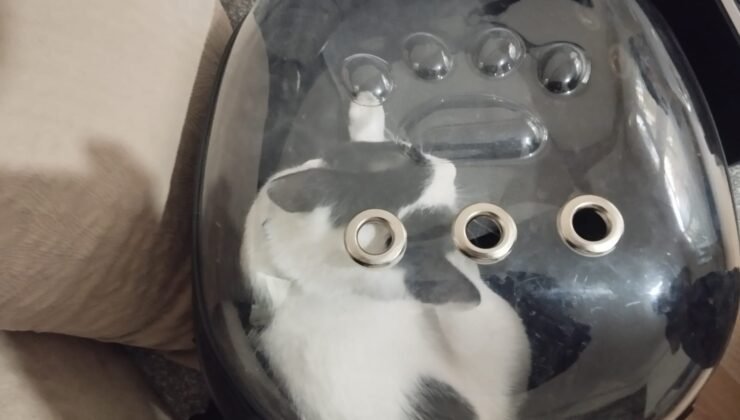 Kayseri İtfaiyesi’nden Kedili Kurtarma Tofu Sahibine Kavuştu