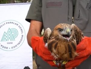 58 bin 22 yaralı yaban hayvanı tedavi edilerek doğaya salındı