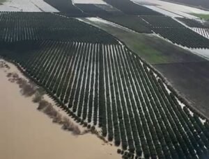 Adana’da tarım arazileri su altında kaldı; ‘Üreticiler yeniden ekim yapacak’