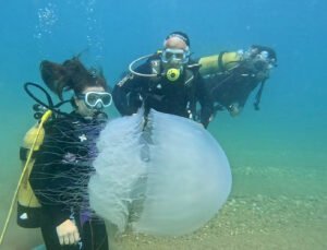 Antalya Körfezi’nde poyraz etkili oldu, denizanaları kıyıya sürüklendi