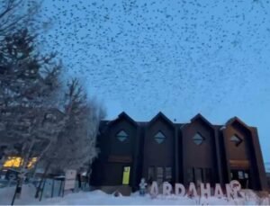 Ardahan’da, binlerce karga gökyüzünü kapladı