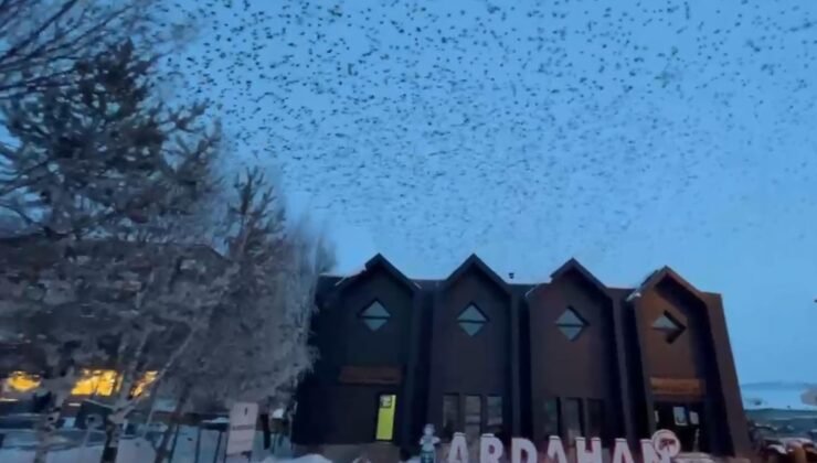 Ardahan’da, binlerce karga gökyüzünü kapladı