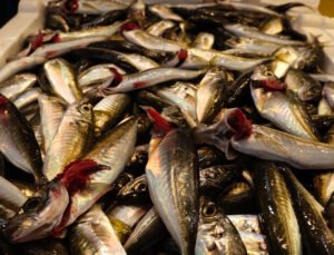 Av yasağı yaklaştı; hamsi yerini istavrite bıraktı