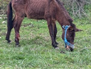 Ayağı kırılan katır, ötenazi düşünülürken ampütasyon ile yaşama tutundu