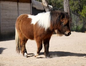 Bayramda doğan midilli ‘Şeker’, 1 yaşına giriyor