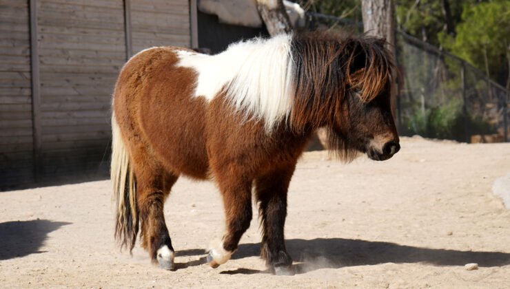 Bayramda doğan midilli ‘Şeker’, 1 yaşına giriyor