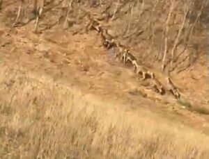 Bursa’da geyik sürüsü yola indi, sürücüler şaşkınlığını gizleyemedi