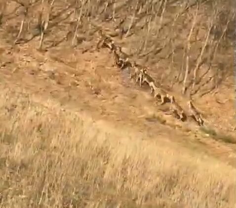 Bursa’da geyik sürüsü yola indi, sürücüler şaşkınlığını gizleyemedi