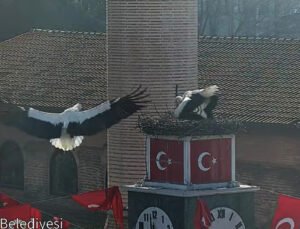 Can ve Canan leylek, 2’nci yıllarında da İznik’teki yuvalarında buluştu