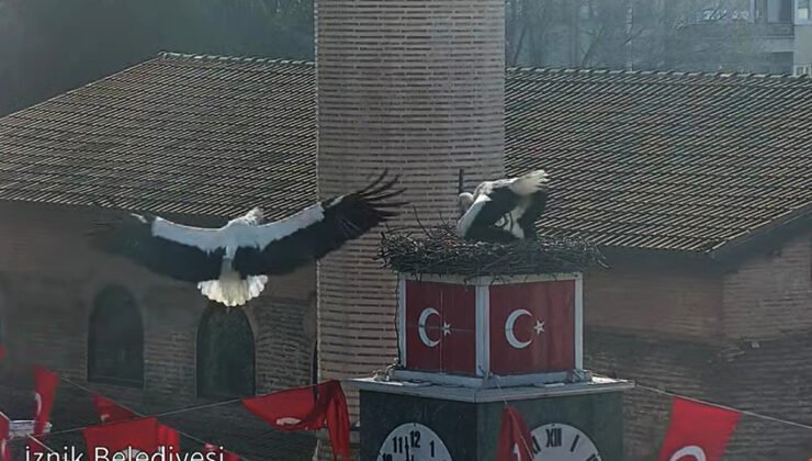 Can ve Canan leylek, 2’nci yıllarında da İznik’teki yuvalarında buluştu