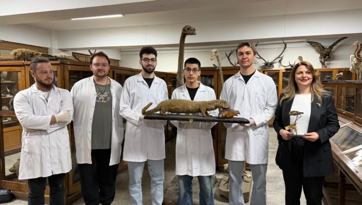 Doldurulmuş hayvan koleksiyonu, müzede korunuyor
