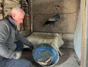 Donmak üzereyken bulduğu leyleği, 2,5 aylık bakım sonrası doğaya bıraktı