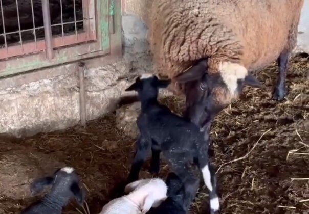 Edirne’de koyun dördüz yavruladı