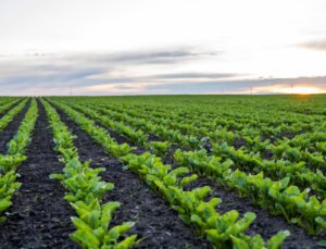 Erkoyuncu, Konya Ovası’nın aldığı yağışı değerlendirdi