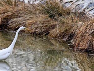 Erzincan’da büyük ak balıkçıl beslenirken görüntülendi