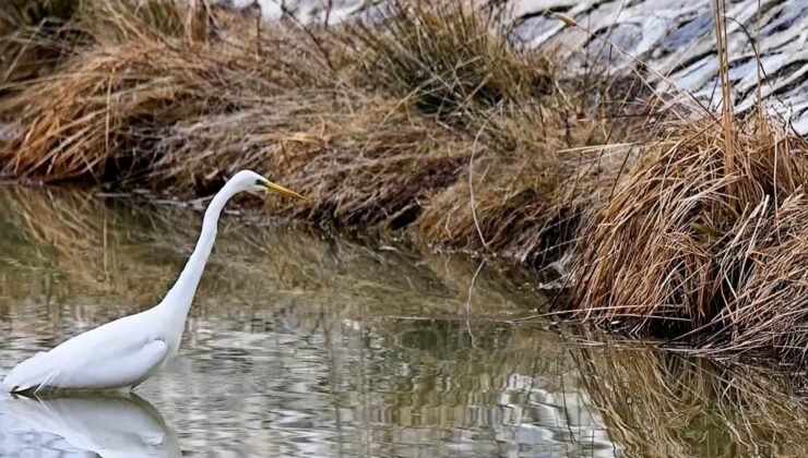 Erzincan’da büyük ak balıkçıl beslenirken görüntülendi