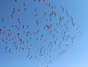 Flamingolar Tuz Gölü’ne gelmeye başladı