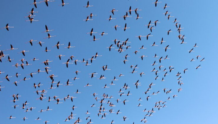 Flamingolar Tuz Gölü’ne gelmeye başladı