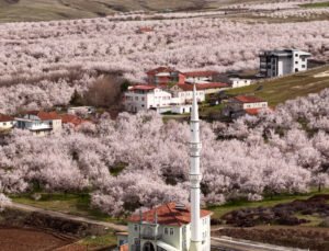 Geçen yıl zirai dondan etkilenen kayısı ağaçları çiçek açtı