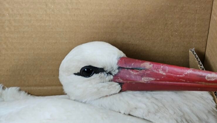 Göç yolundaki 2 leylek av tüfeğiyle vuruldu