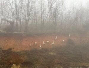 Göç yolundaki leylekler, yoğun sis nedeniyle Kırklareli’nde kara yolu kenarına indi