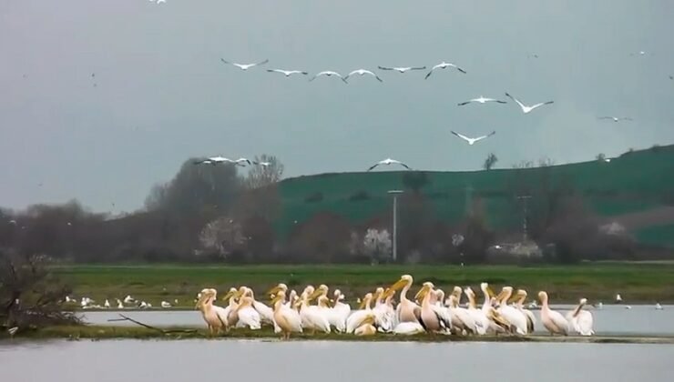 Göç yolundaki pelikan sürüsü, Boğazköy Barajı’nda görüntülendi