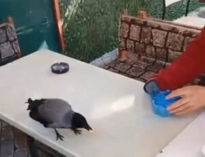 İstanbul – Küçükçekmece’de önce şeker sonra ekmek verdiği kargayı elleriyle besledi