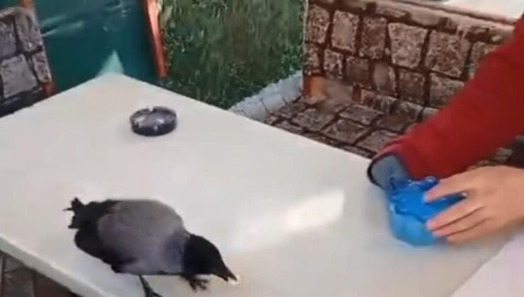 İstanbul – Küçükçekmece’de önce şeker sonra ekmek verdiği kargayı elleriyle besledi