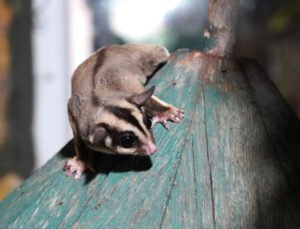 Kaçak bakılan 33 ‘uçan sincap’ rehabilitasyona alındı