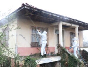 Kahverengi kokarcalar kışlaklardan çıkmadan imha ediliyor