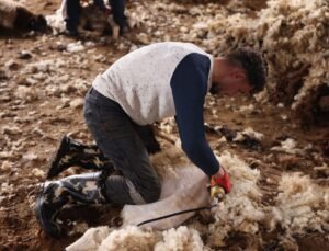 Kars’ta koyun kırkım sezonu başladı
