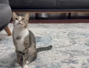 Kedinin midesindeki vantuz, 4 yıl sonra fark edilerek çıkarıldı