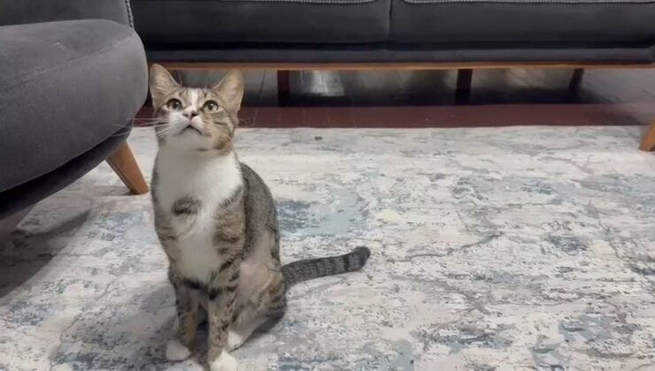 Kedinin midesindeki vantuz, 4 yıl sonra fark edilerek çıkarıldı