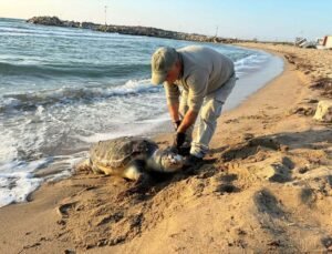 Kuşadası’nda aynı gün 3 deniz kaplumbağası ölü bulundu