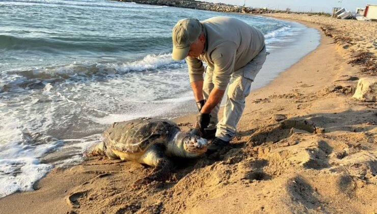 Kuşadası’nda aynı gün 3 deniz kaplumbağası ölü bulundu