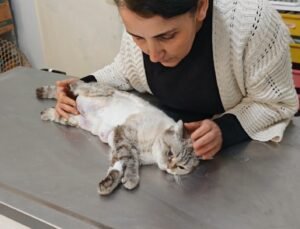 Meme kanseri olan kediden 330 gram tümör temizlendi