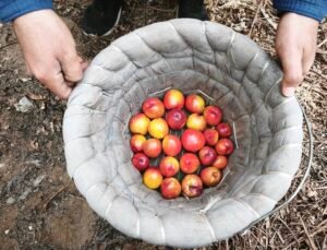 Mersin’de erkenci nektarin hasadı sürüyor; kilosu 500 TL’den alıcı buluyor