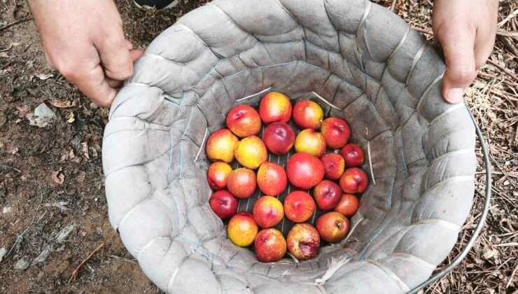 Mersin’de erkenci nektarin hasadı sürüyor; kilosu 500 TL’den alıcı buluyor