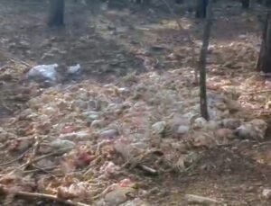 Tarsus’ta ormana çok sayıda tavuk ölüsü atıldı