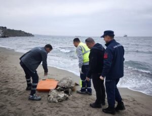 Tekirdağ’da ölü caretta caretta kıyıya vurdu