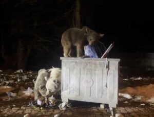 Uludağ’da kış uykusundan uyanan ayı ailesi, yiyecek ararken görüntülendi