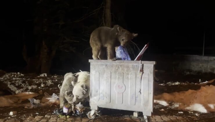 Uludağ’da kış uykusundan uyanan ayı ailesi, yiyecek ararken görüntülendi