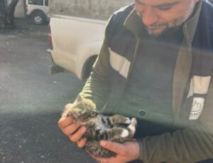 Van’da çatıda mahsur kalan yavru kedi kurtarıldı