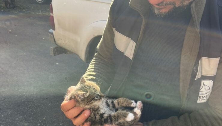 Van’da çatıda mahsur kalan yavru kedi kurtarıldı