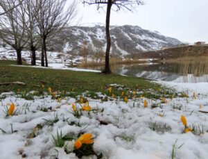 Yaylalarda karlar erimeye başladı, bahar çiçekleri açtı